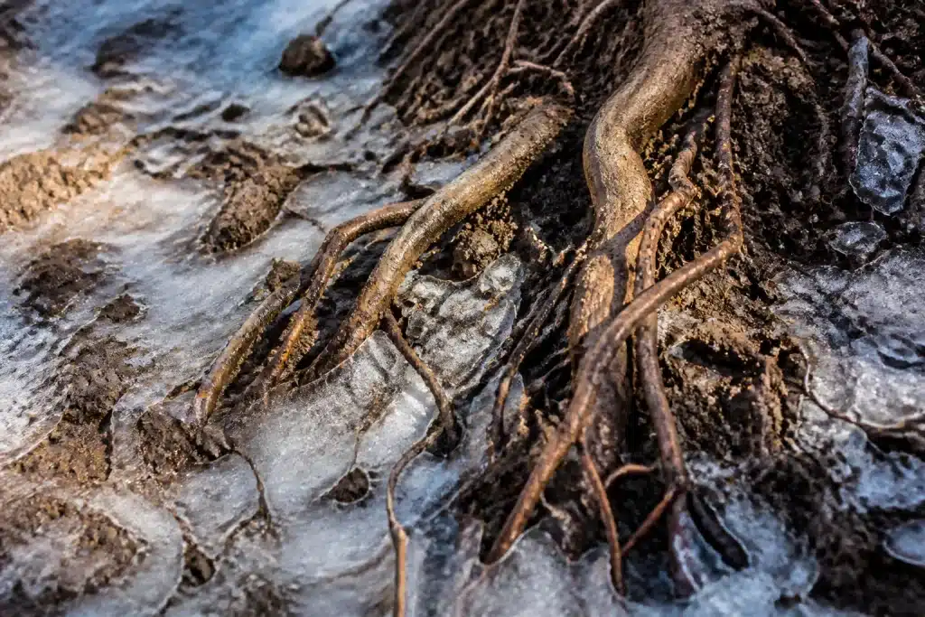 Racines gelees figues humides sol glace hiver