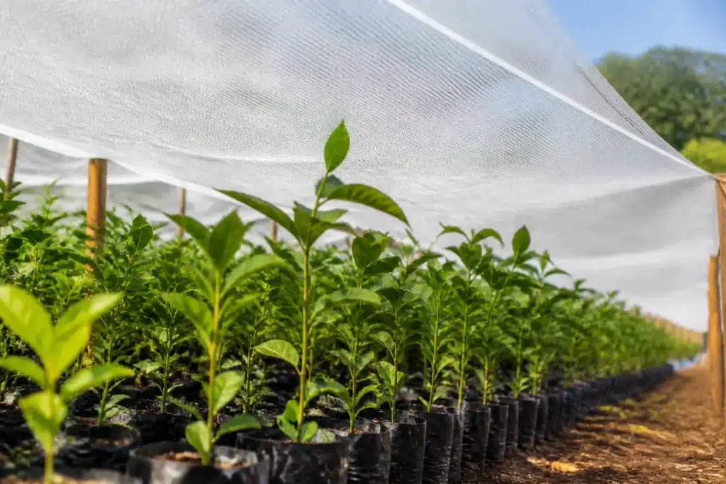 Filet d'ombrage blanc sur jeunes plants en rangée
