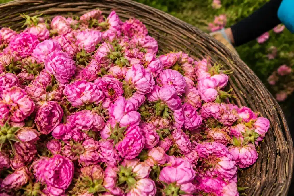 Tetes florales desechees et fanees pretes a la recolte