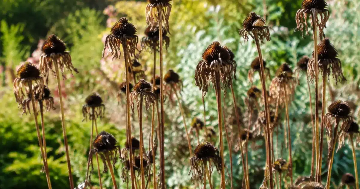 Fleurs seches debout dans le jardin, tiges brunes persistantes au sol