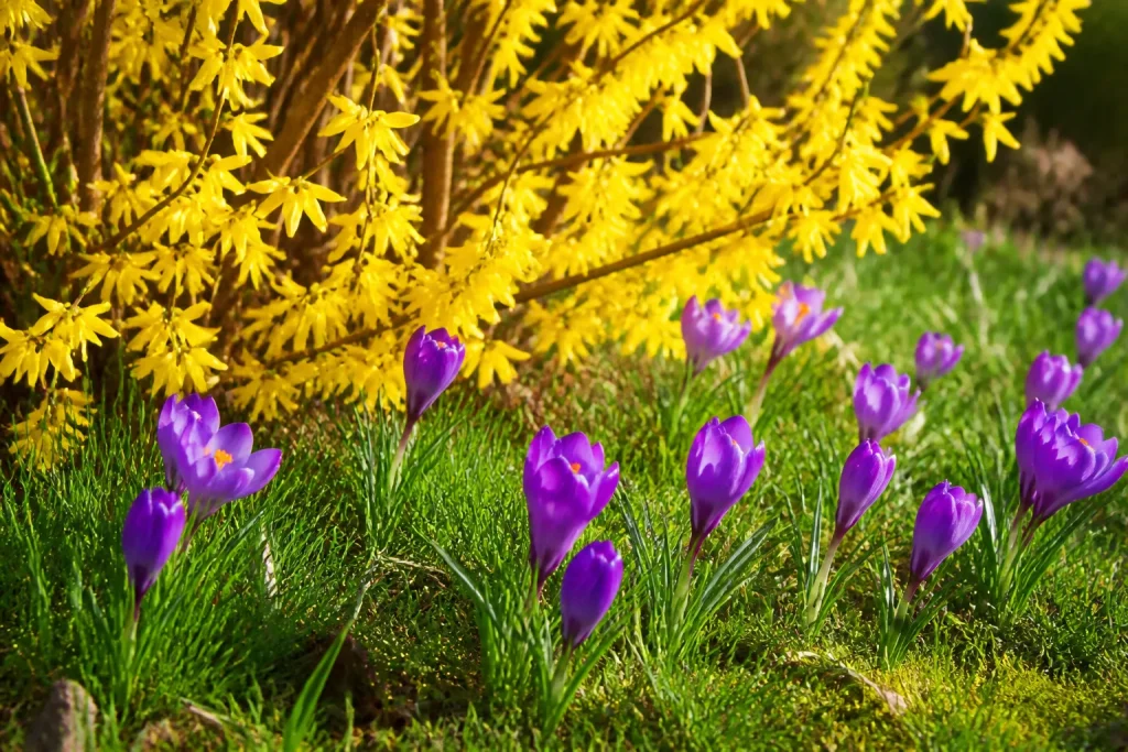 Forsythia jaune vif crocus violets herbe verte