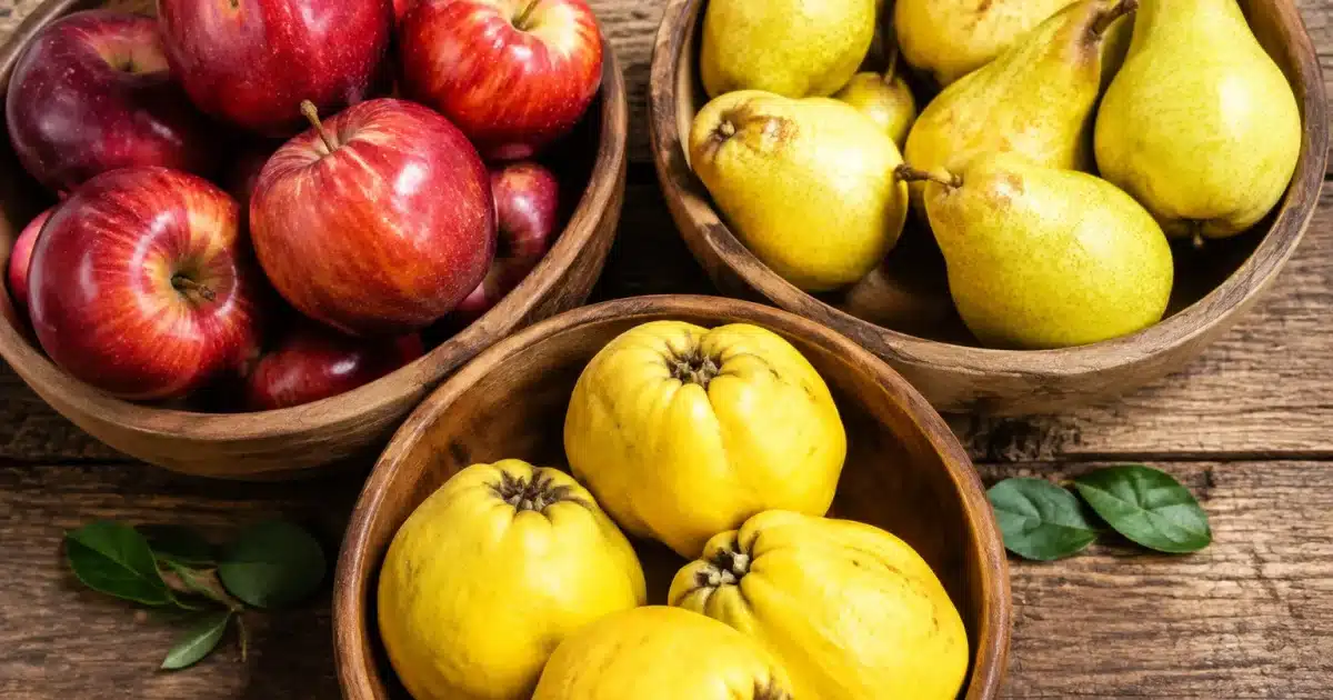 Pommes rouges, poires jaunes et coings dorés separés dans des recipients distincts