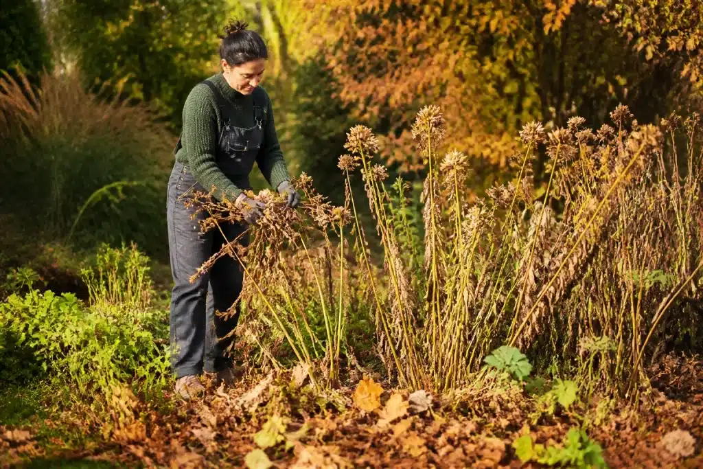 Jardinier laissant tiges seches et feuilles mortes au sol automnal