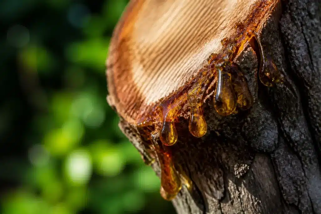 Resine ambre suintant du tronc d'arbre blesse apres taille