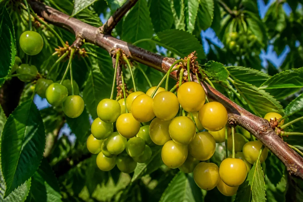 Grappes de cerises avec fruits vert clair et jaunes