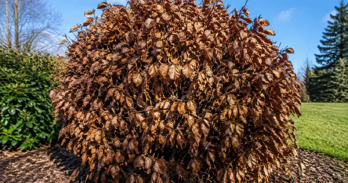 Arbuste dense avec feuillage brun sec persistant en hiver
