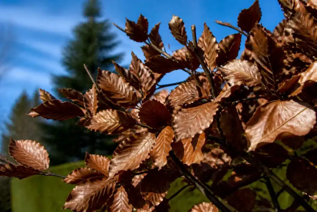 Arbuste avec feuilles brunes persistantes en hiver
