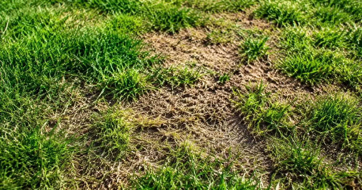 Herbe tondue rase au sol révélant des zones clairsemées brunes