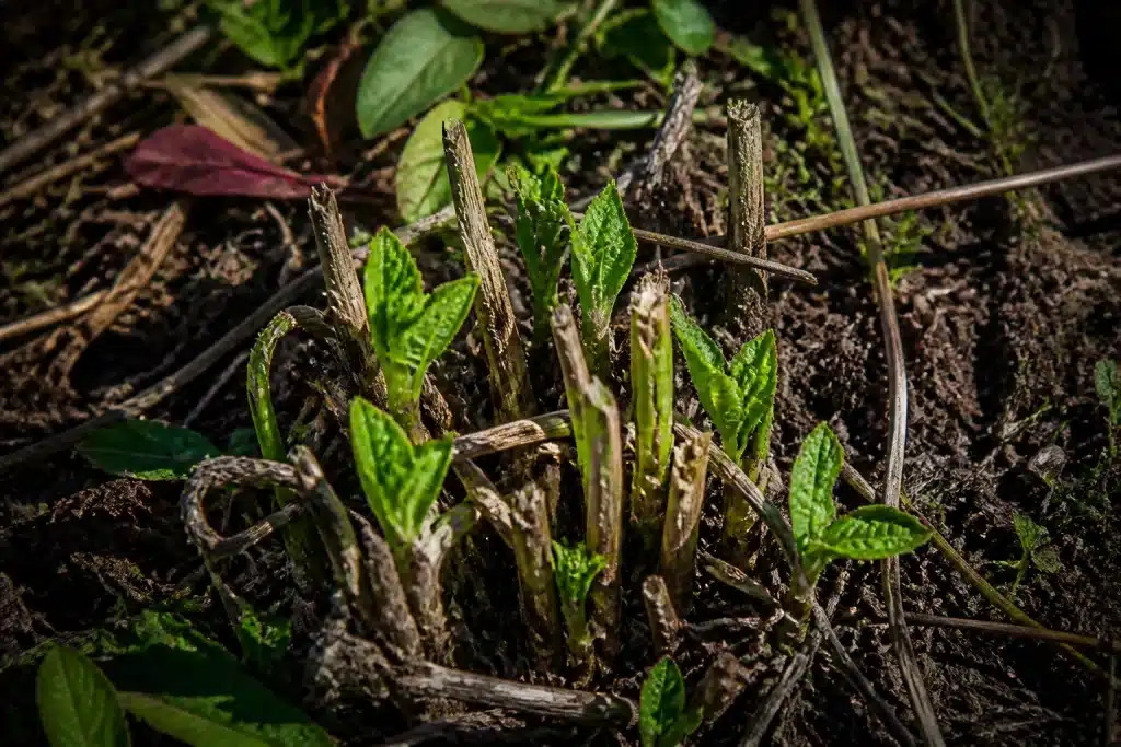 Plante herbacée rabattue au sol avec nouvelles pousses vertes