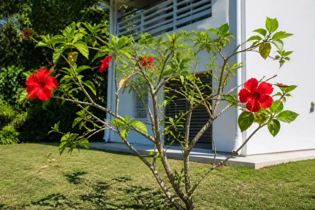 Hibiscus non taillé avec branches longues et feuillage clairsemé