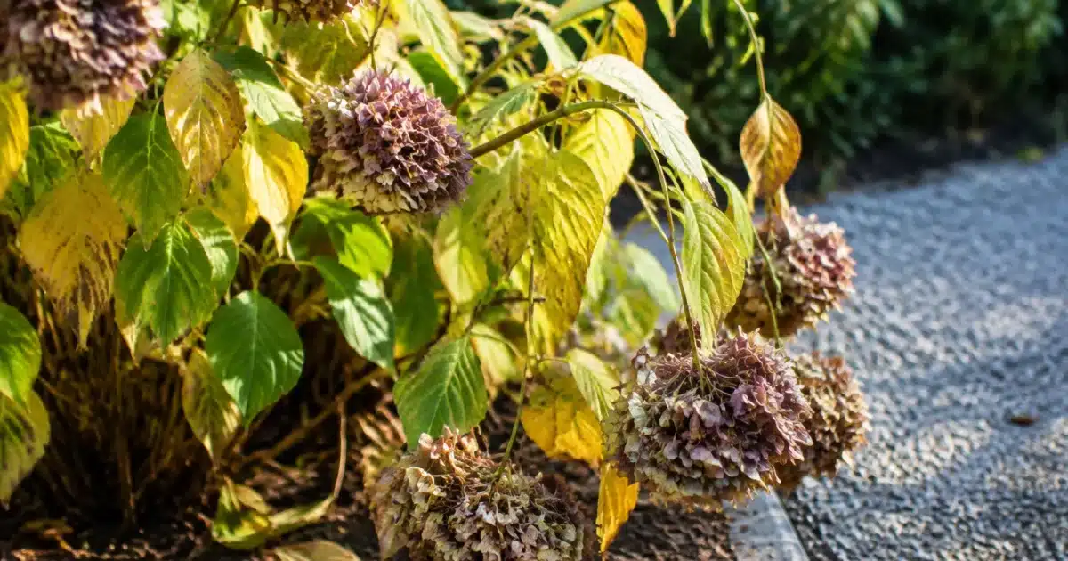 Hortensia flétri penché vers le sol, feuilles jaunes tombantes