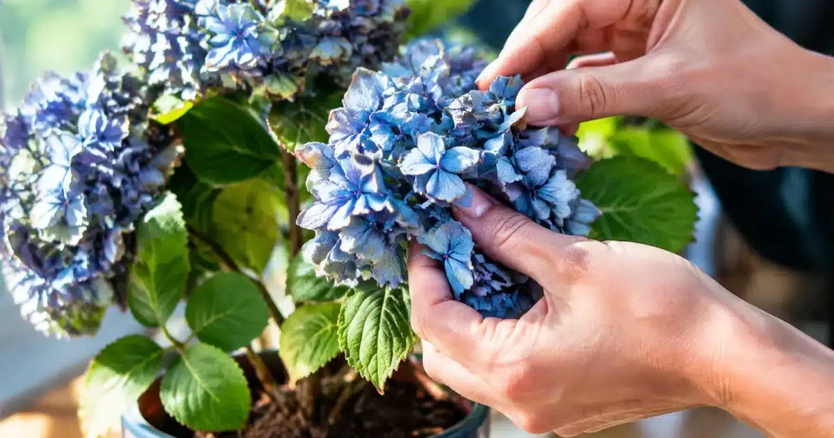 Main retirant fleur seche d'hortensia bleu en pot