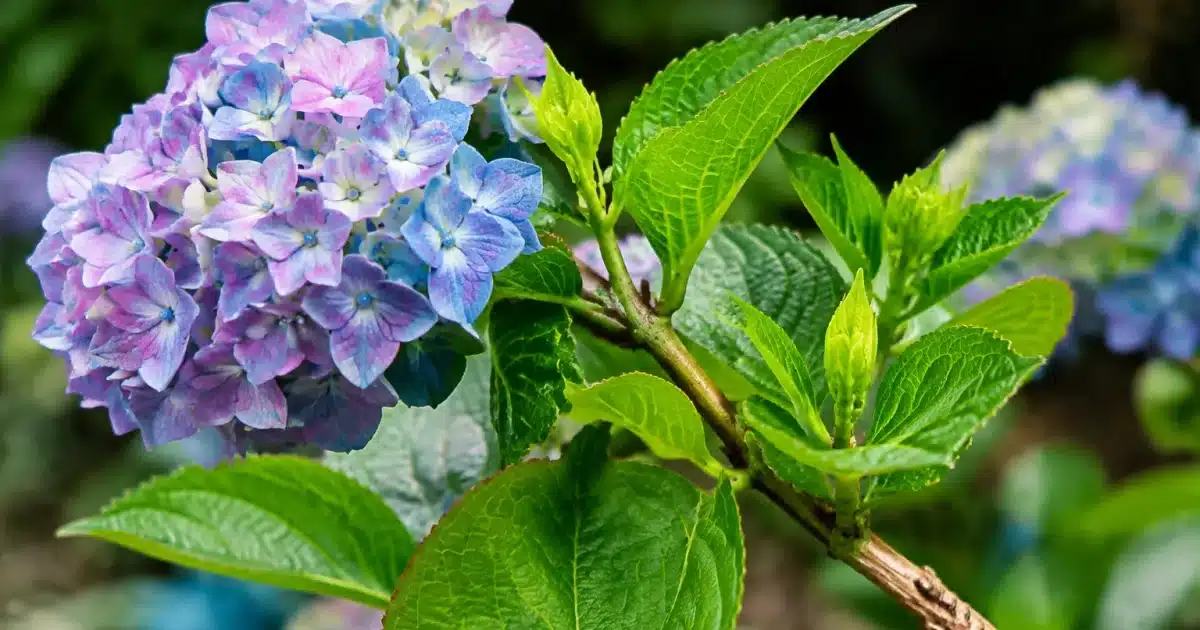 Branche d'hortensia montrant bois ancien et jeunes pousses vertes