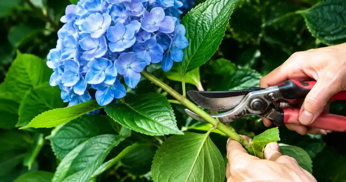 Main coupant branche d'hortensia bleu avec secateur en position horizontale