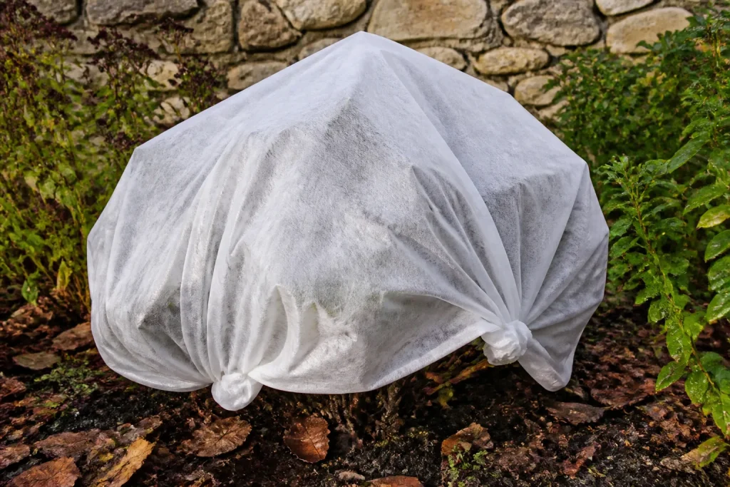 Hortensia recouvert d'un tissu blanc d'hivernage