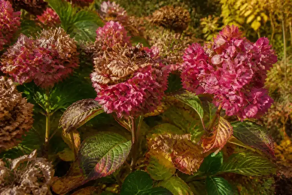 Hortensias roses aux fleurs fanées dans jardin automnal
