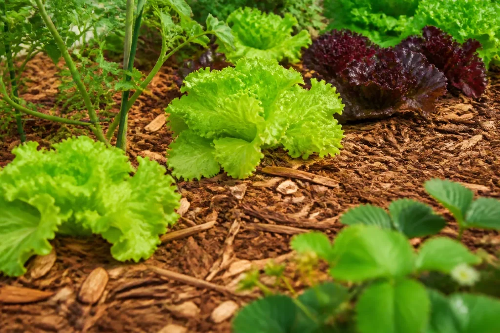 Lit de jardin couvert de paillage brun