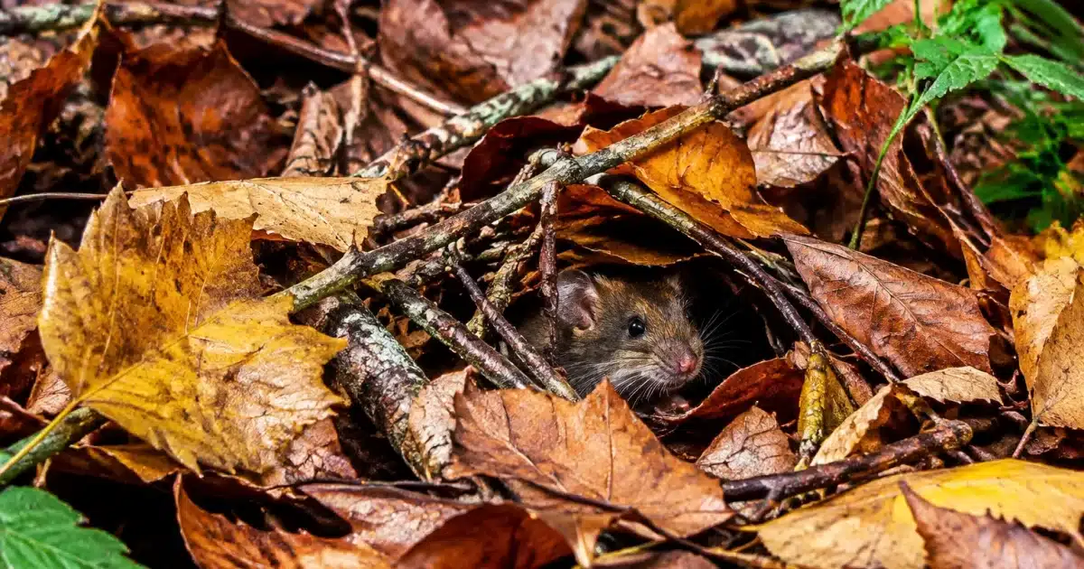 Tas de feuilles mortes et brindilles offrant refuge aux petits animaux