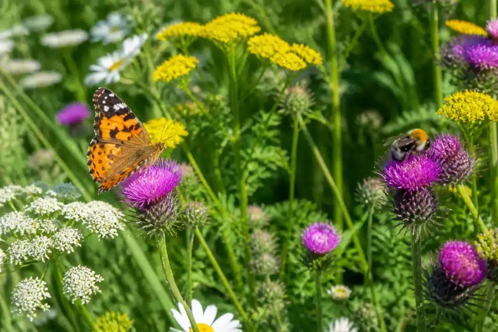 Herbes sauvages et fleurs colorées attirant papillons et abeilles