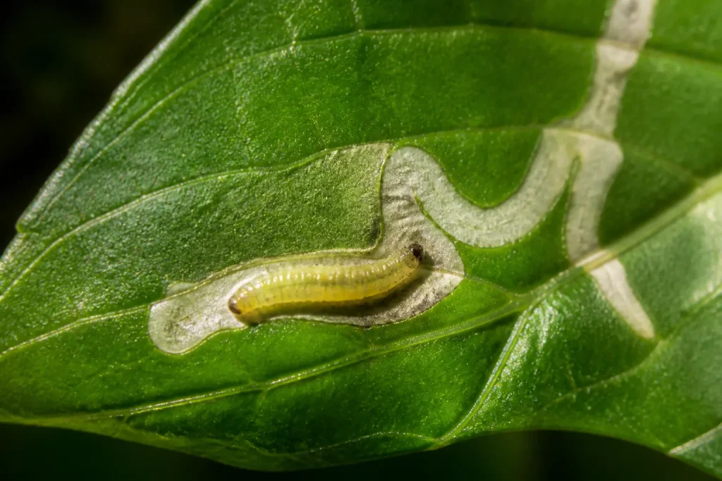 Petite larve creusant galleries blanches dans feuille