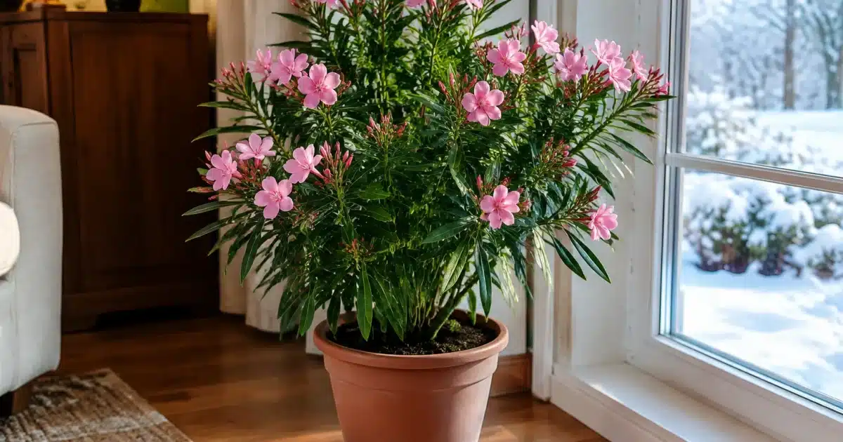 Laurier-rose en pot déplacé à l'intérieur pour protection hivernale