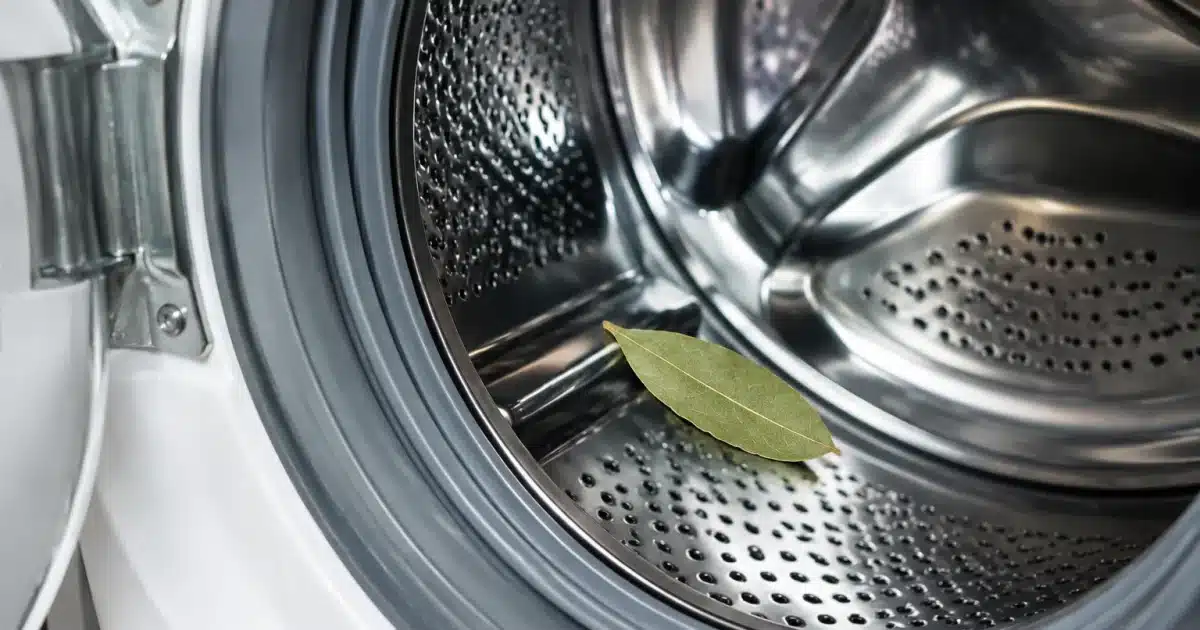 Feuille de laurier posee dans le tambour ouvert d'une machine a laver