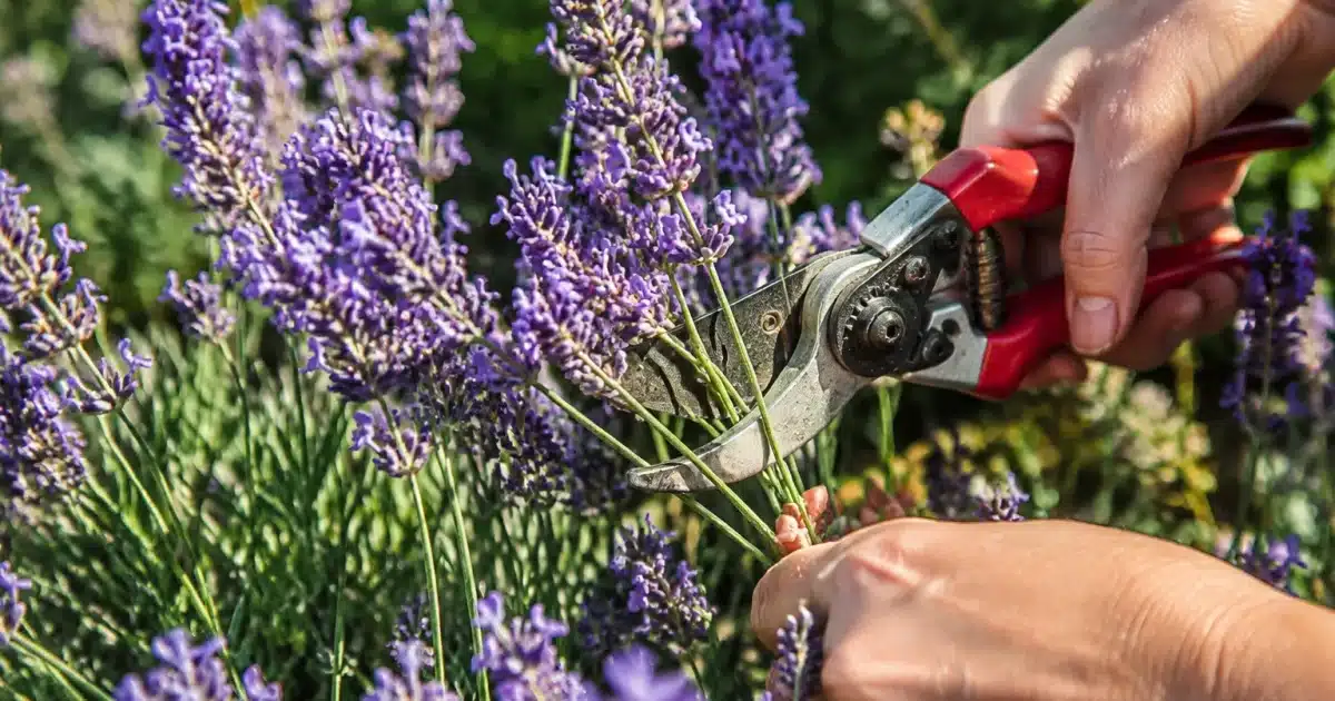 Cisailles coupant tiges violettes lavande septembre jardin