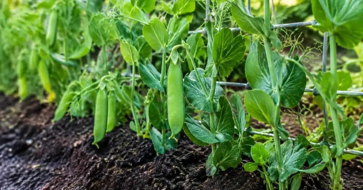 Rangee de legumes verts poussant verticalement dans terre humide froide