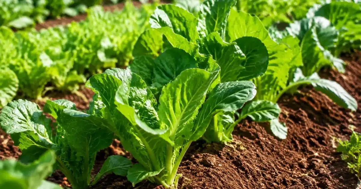 Rangee de plants de legumes verts croissant dans terre fertile brun rouille