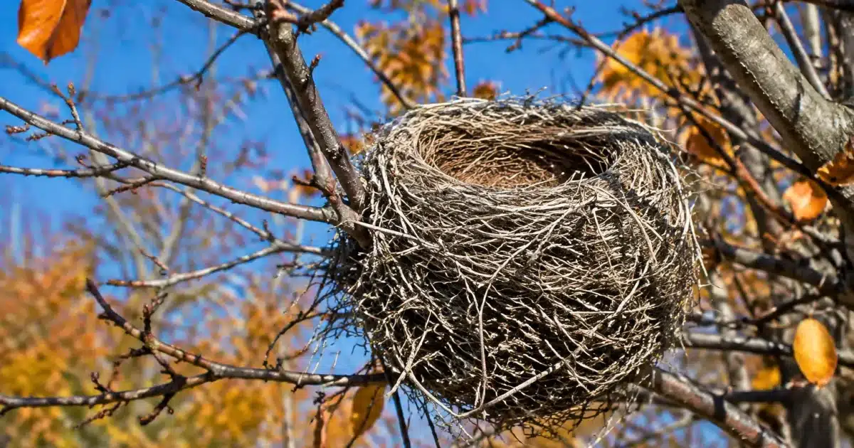 Grand nid gris suspendu aux branches denudees d'un arbre en automne