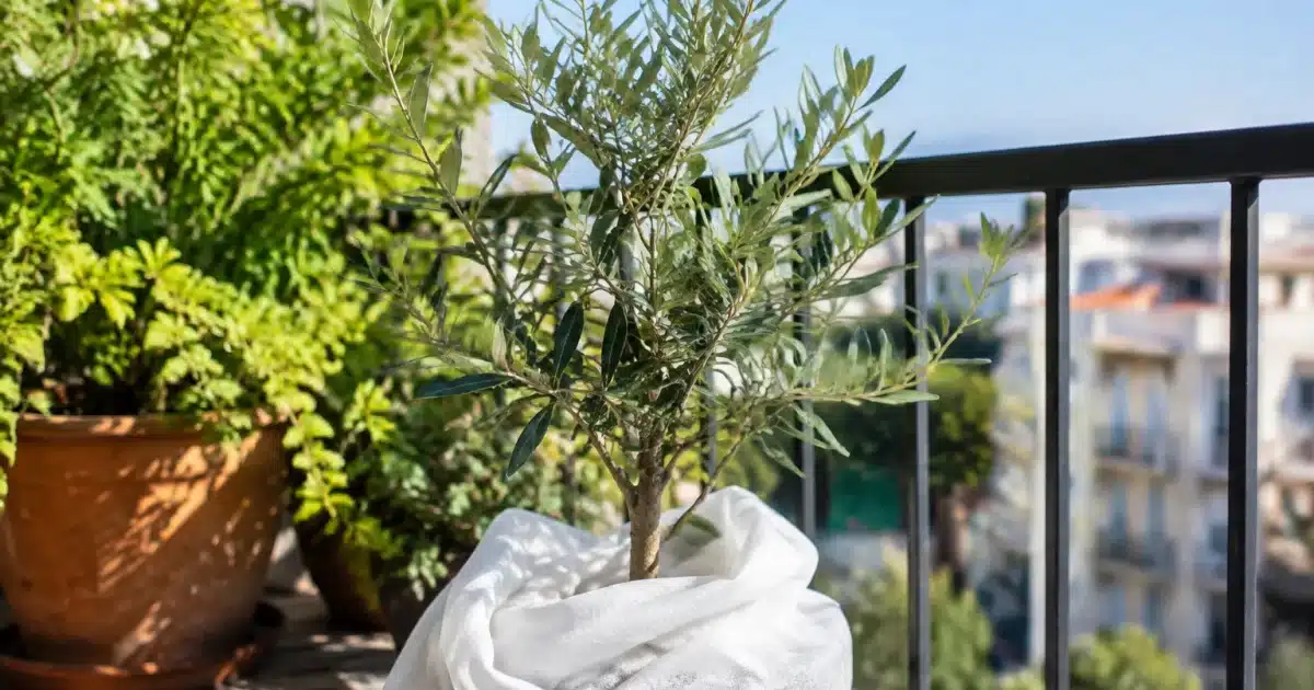 Jeune olivier en pot enveloppe de tissu blanc protecteur sur balcon