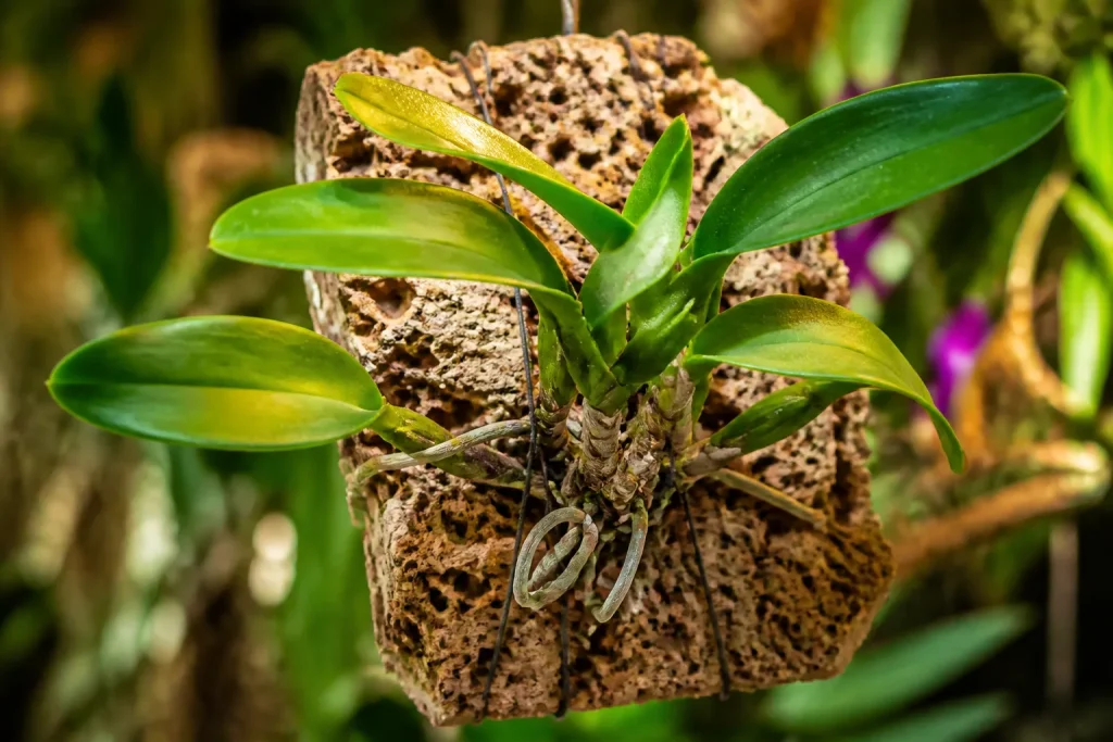 orchidee dans liege poreux avec poches air