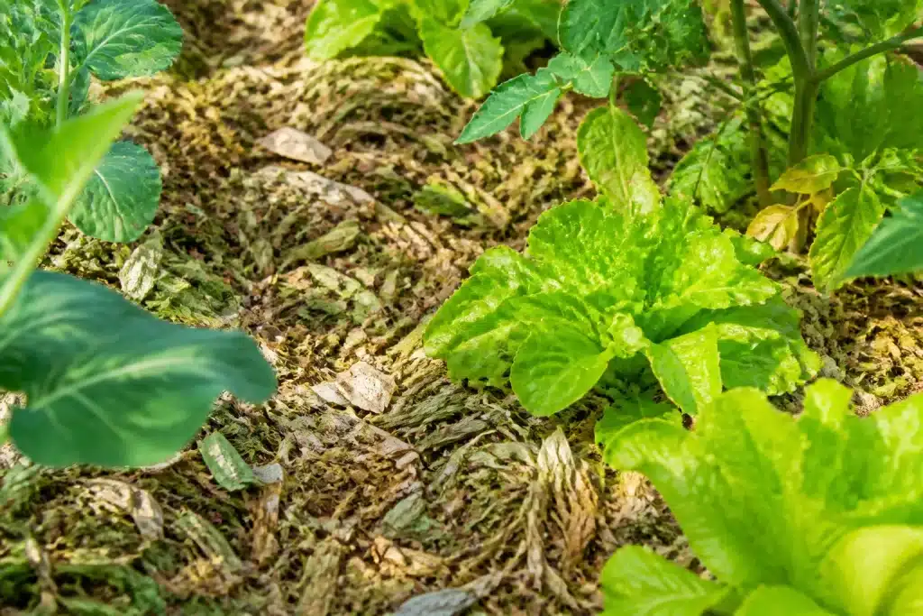 Feuilles broyees etalees autour plants legumes potager