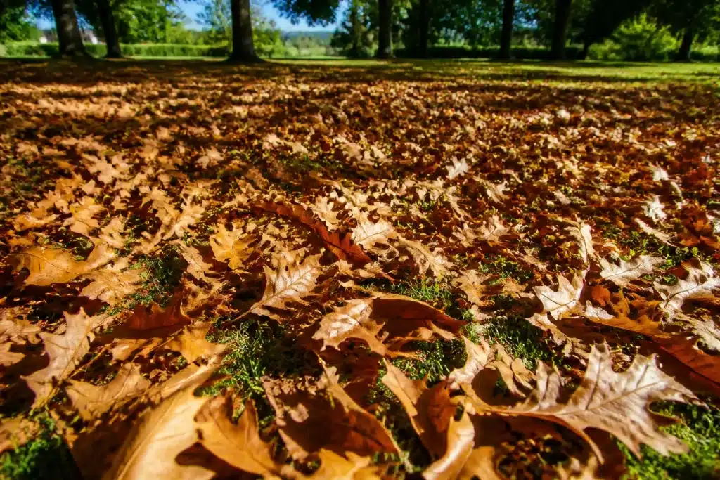 Pelouse recouverte de feuilles mortes brunes épaisses