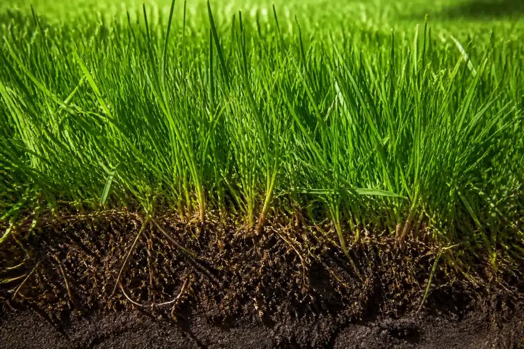 Pelouse verte dense avec herbe haute et sol aéré