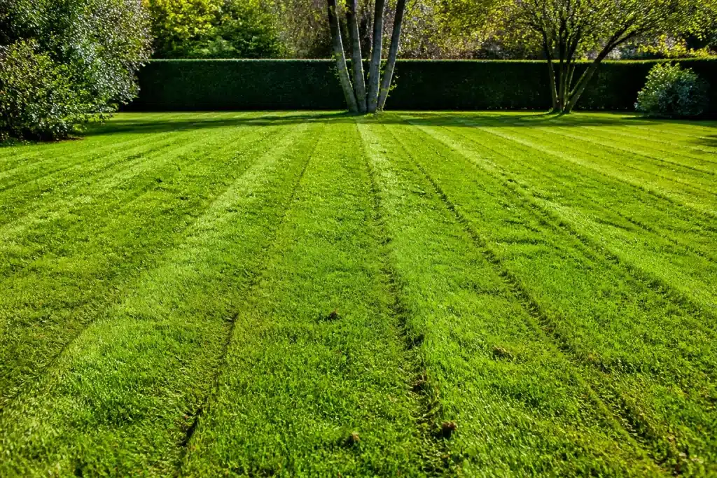 Pelouse verte avec raies de scarificateur en septembre