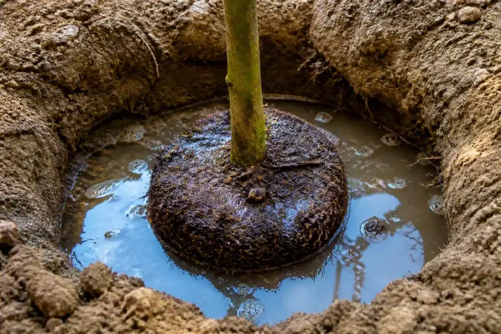 Trou plantation etroit avec motte racinaire saturee eau