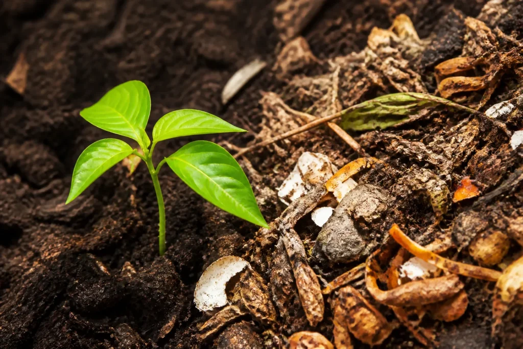 Jeune plante avec feuillage tendre pres de compost organique