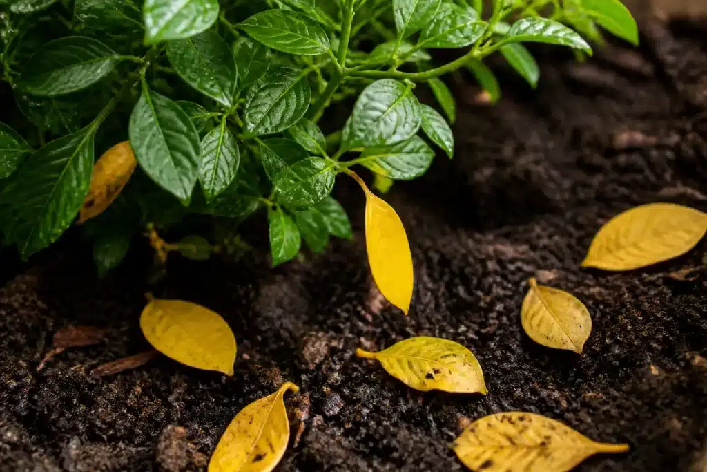 Plante avec feuilles jaunes tombant sur terreau humide