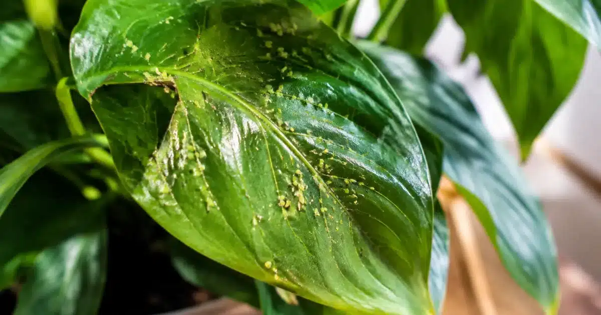 Feuilles vertes infestees de petits insectes nuisibles sur plante d'interieur