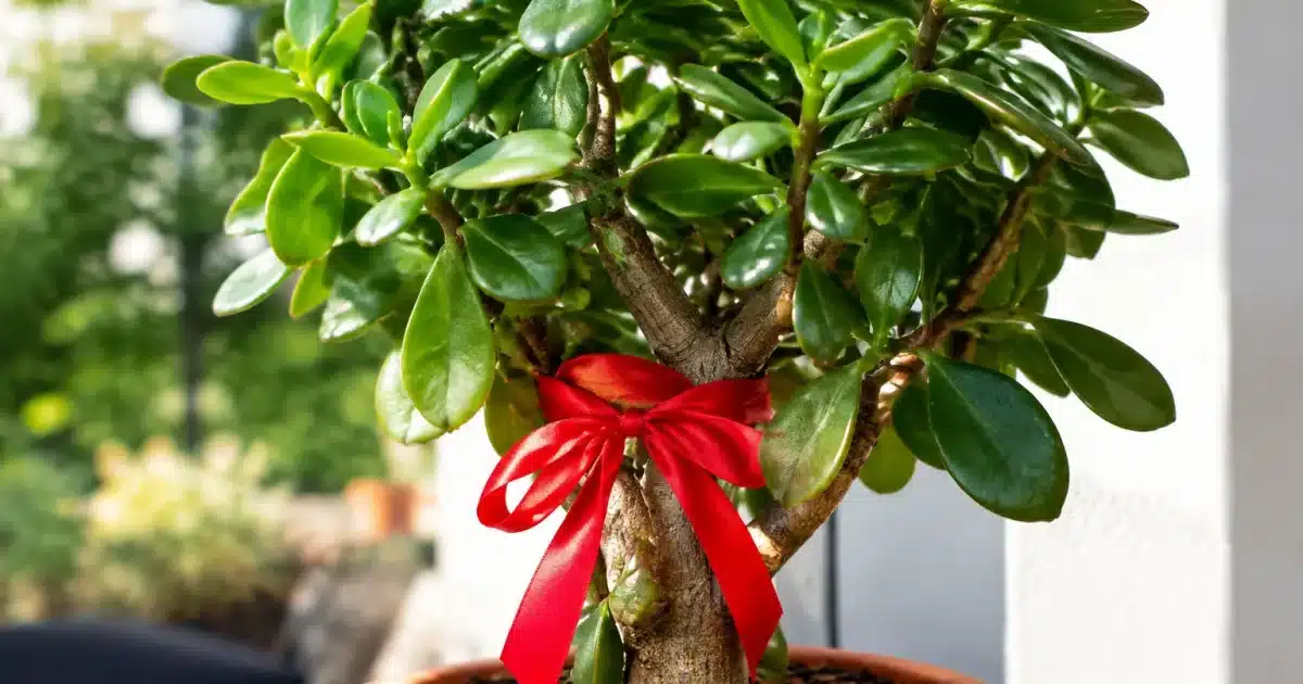 Plante jade verte avec ruban rouge noue autour tronc principal