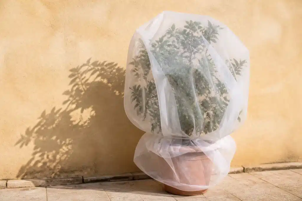 Plante en pot enveloppée de voile blanc contre mur sud