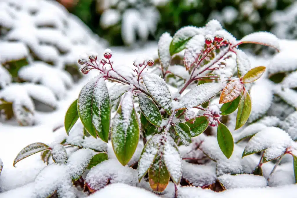 Plante couverte d'un voile fin sous neige hivernale