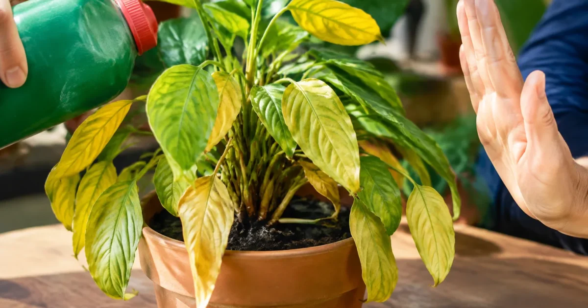 Pots plantes feuilles jaunies main arret versement engrais