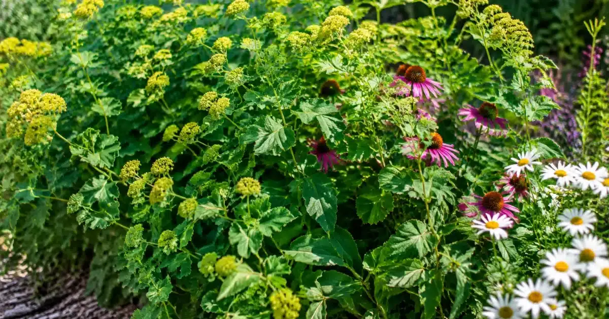 Plantes vivaces envahissantes étouffant fleurs voisines dans jardin