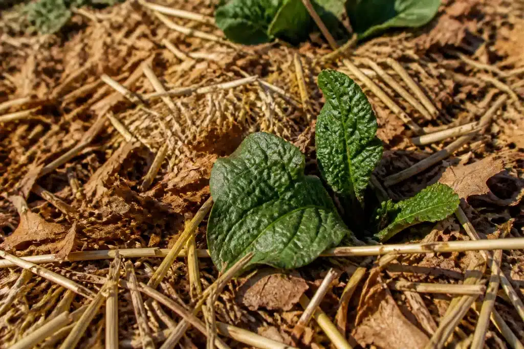 Jeunes plants couverts de paille et feuilles mortes hivernales