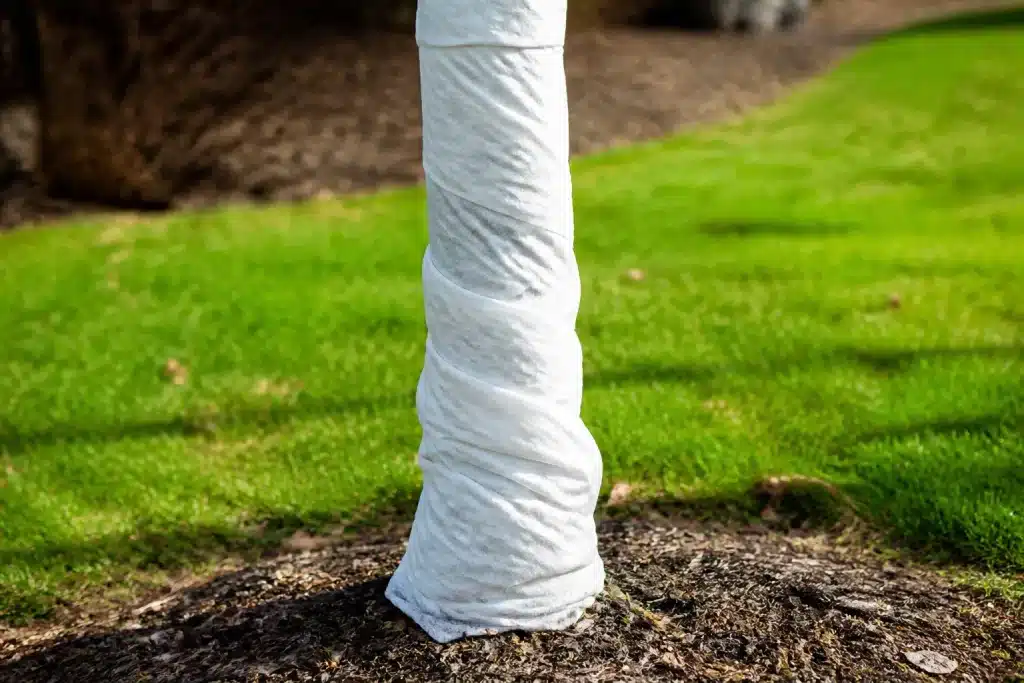 Tronc d'arbre enveloppé de tissu blanc protecteur contre gel