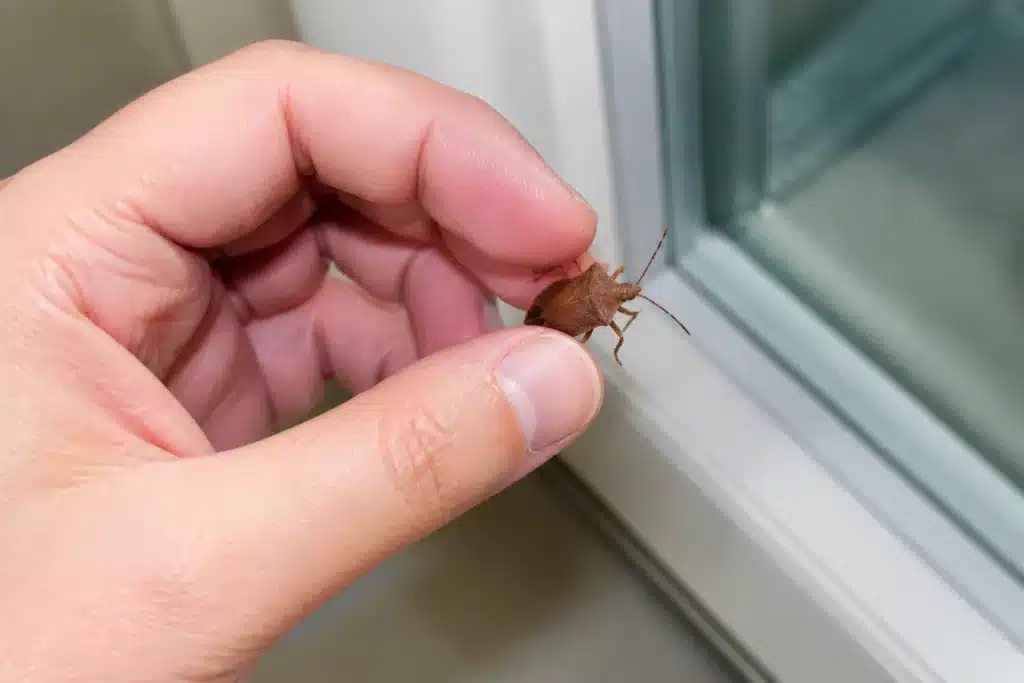 Insecte brun rouille capturé manuellement dans une maison