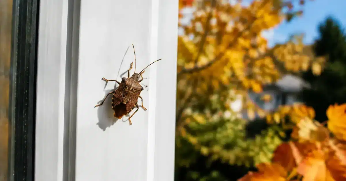 Insecte brun immobile sur le cadre blanc d'une fenetre d'automne