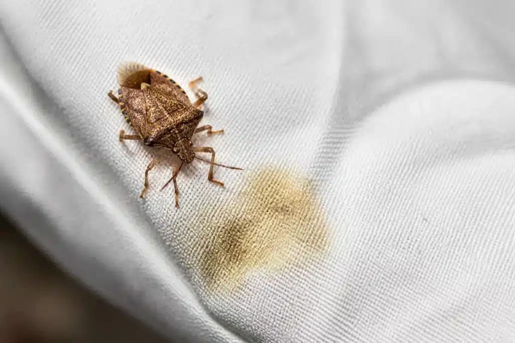 Punaise marron sur tissu blanc dégageant odeur désagréable